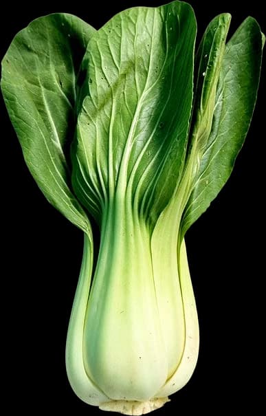 Taiwan Pak Choy Leafy Greens