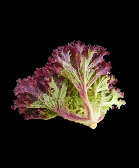 Ruby Crown red coral lettuce